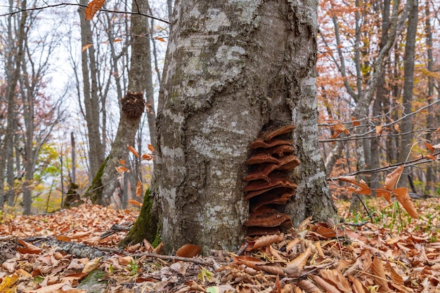 Photo mushroom parasite on old tree trunk in the autumn forest