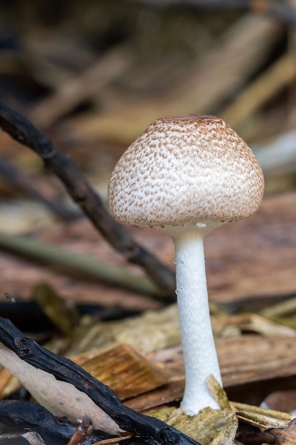 Mushroom photo in the wild