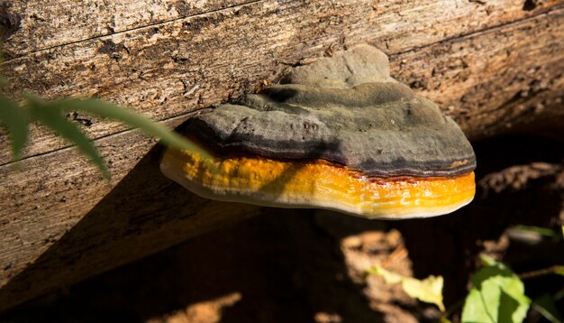 Mushroom Polyporus squamosus, growing on a tree. parasitic fungus on dead wood.