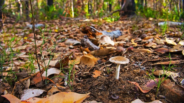 Mushroom pushing up through the leaf litter