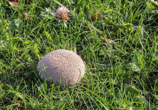 A mushroom raincoat or golovach growing in the grass on the lawn