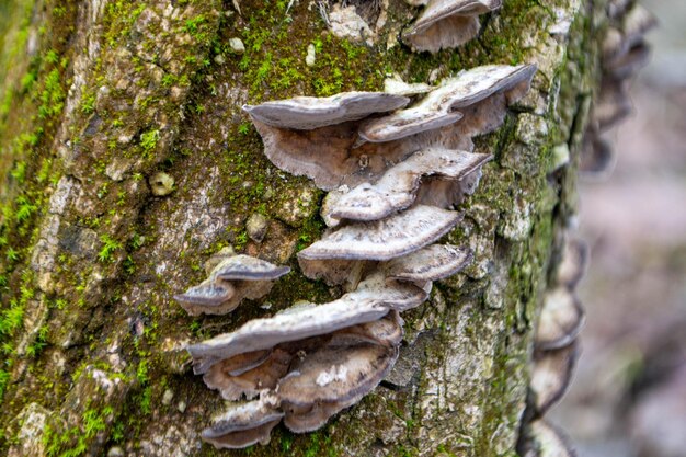 A mushroom sits on a log in the woods