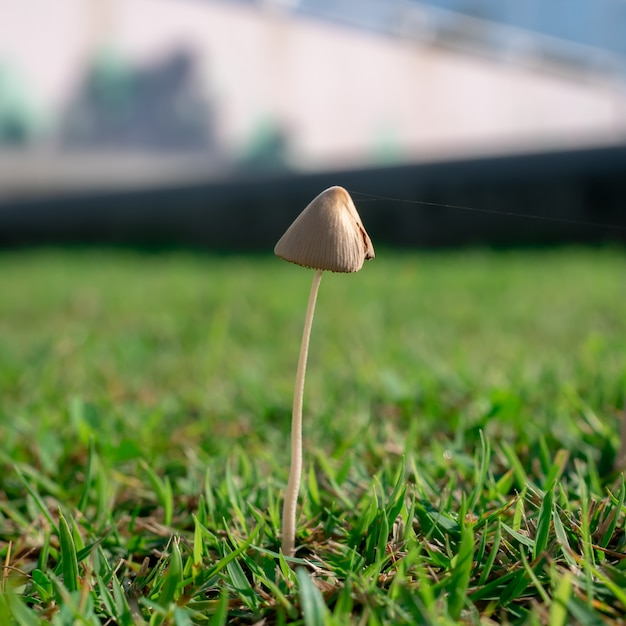 The mushroom straight