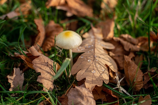 Mushroom toadstool in autumn maple leaves