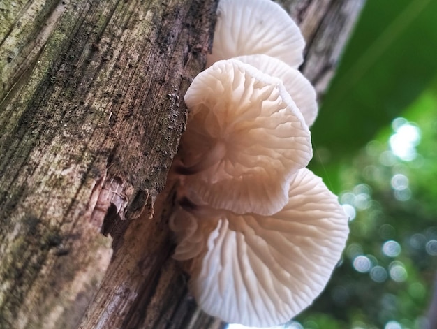 A mushroom on a tree trunk is shown with a green background.