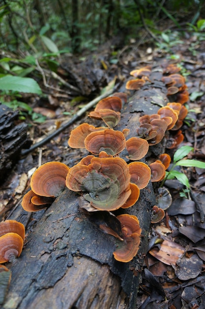 Mushroom in the tropical forest