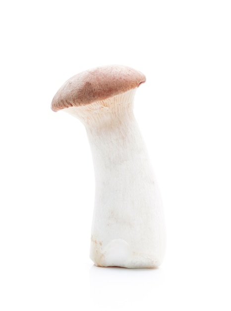 Mushroom on a white background