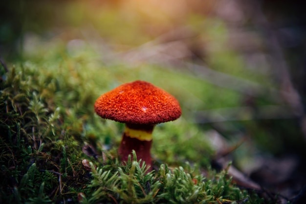 Mushroom with a bright red scaly cap closeup blurred green background Boletinus asiaticus growing among moss in a humid forest Beautiful poisonous fungi