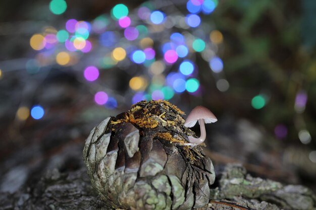 Mushroom with colorful bokeh background