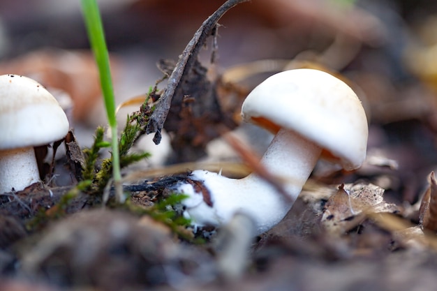 Mushroom with grass in the forest