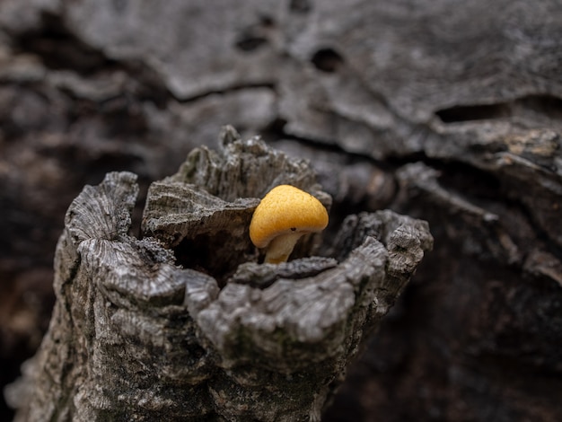 Mushroom on wood of a fallen tree.