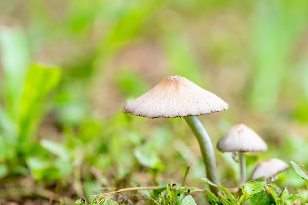 Mushrooms beautiful colony of mushrooms in any garden in Brazil natural light Selective focus