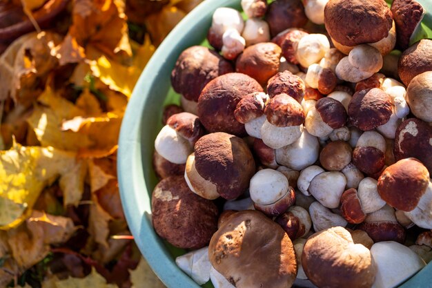 Mushrooms in a bowl