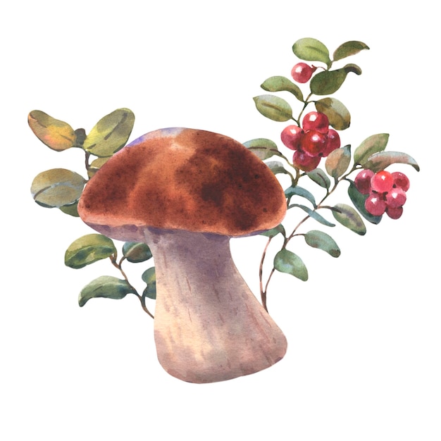 Photo mushrooms forest boletus with grass and lingonberries watercolor illustration hand drawn isolated on