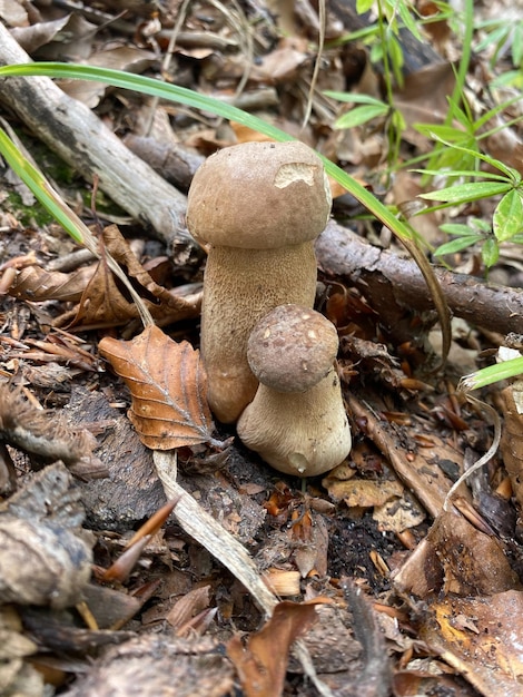 Mushrooms in the forest