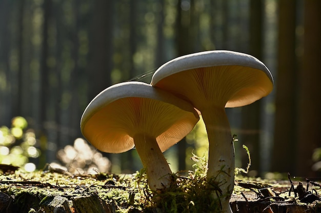 mushrooms in the forest