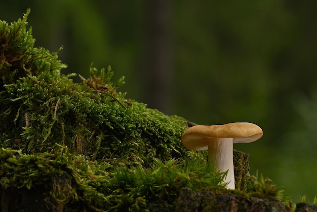 mushrooms in the forest