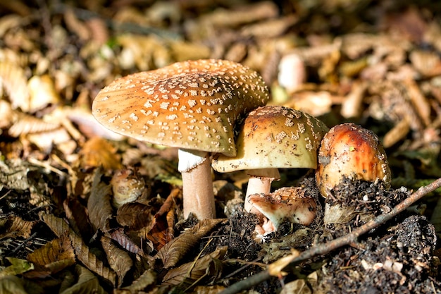 Mushrooms on the ground with leaves and leaves in the background