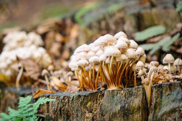 Mushrooms group in the woods