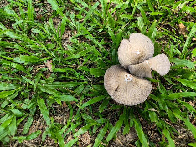 Mushrooms grow on the ground in between patches of grass