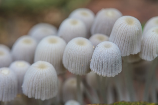 Mushrooms growing on a live tree in the forest