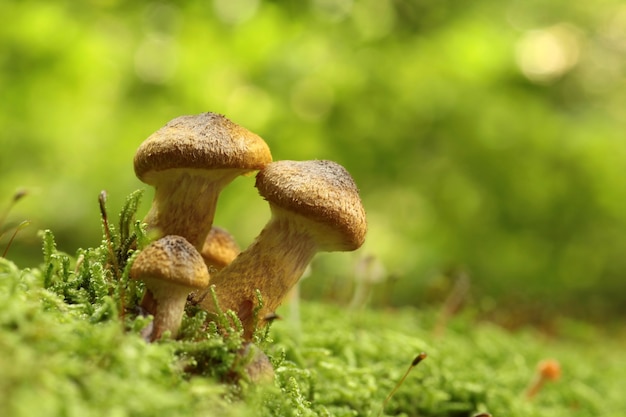 Mushrooms growing on a tree trunk with the forest background