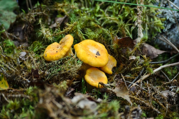 mushrooms growing in the wild forest