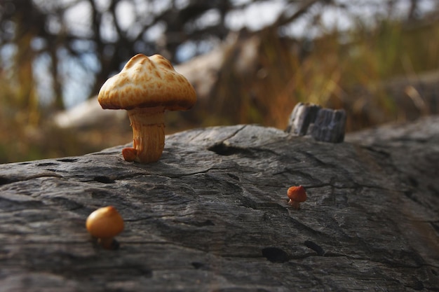 Mushrooms grown from a rotting log