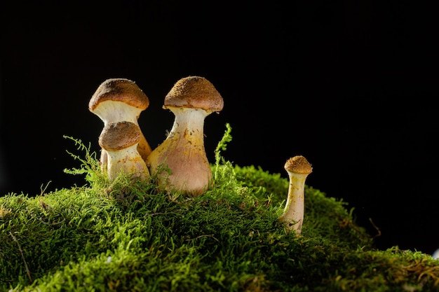 Mushrooms of honey mushrooms close up on a dark background grow in the forest