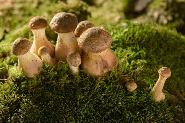 Mushrooms of honey mushrooms close up on a dark background grow in the forest