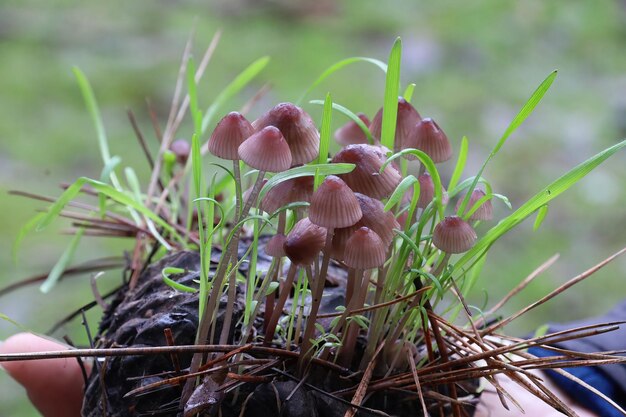 Mushrooms in Mclaren Park San Francisco Calfornia