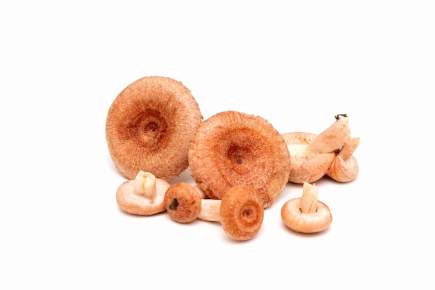 Mushrooms for pickling Waves mushrooms on a white background Edible mushrooms Isolate