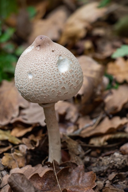 Mushrooms plant in autumn in the forest