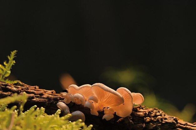 mushrooms on the rocks