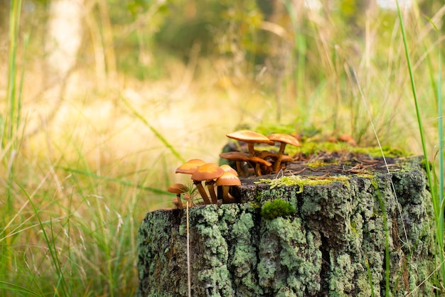 Mushrooms on the stump. Mushrooms in the autumn forest. Sunny day.