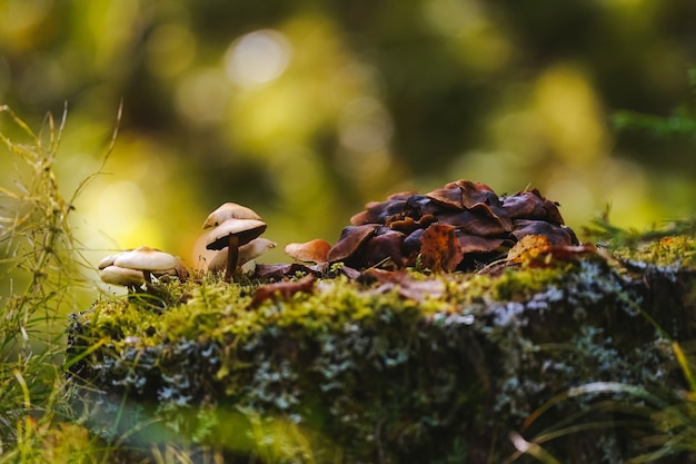 Mushrooms on thin legs with dark and light brown caps grow on a mossy stump