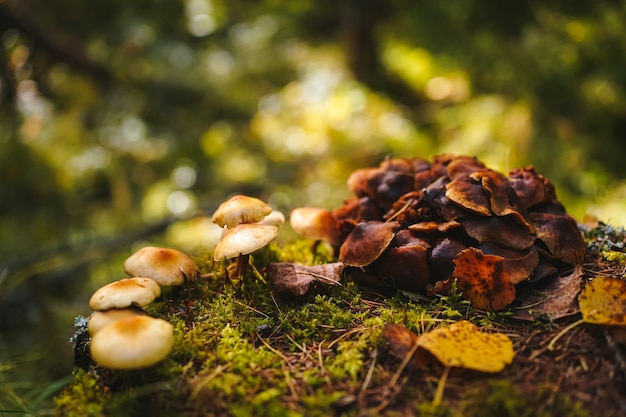 Mushrooms on thin legs with dark and light brown caps grow on a mossy stump