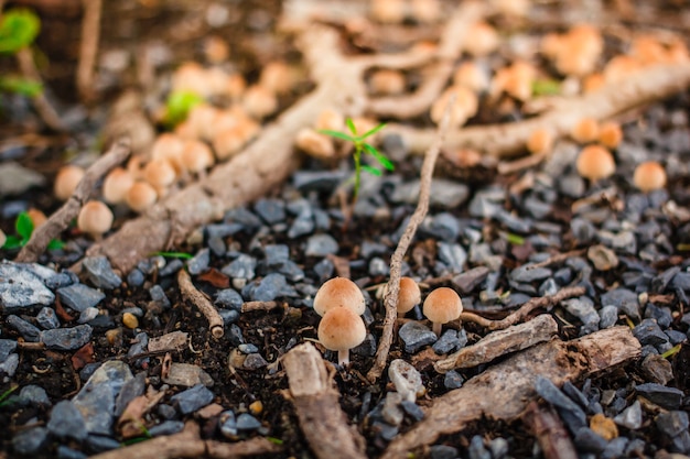 Mushrooms on the tree root around.