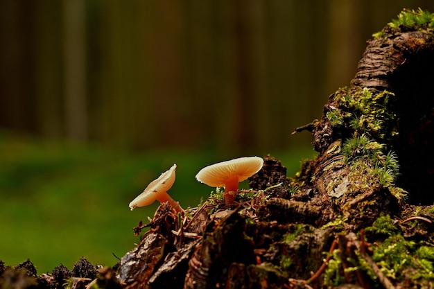 mushrooms on a tree