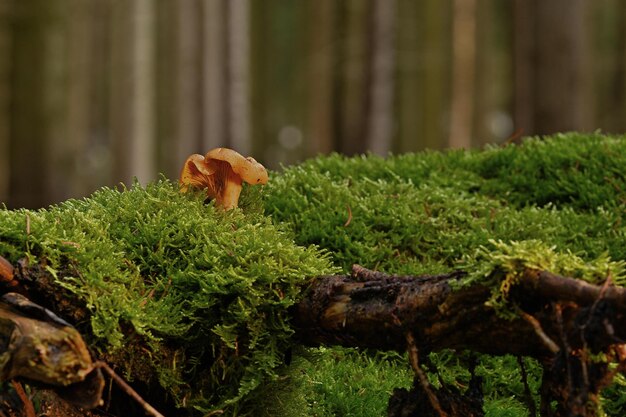 mushrooms on a tree