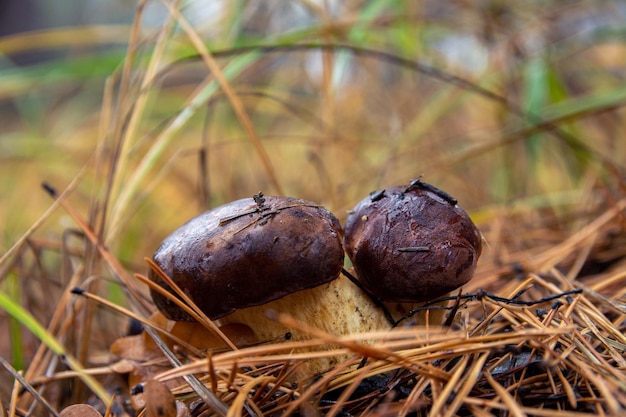 Mushrooms with brown caps in the autumn forest