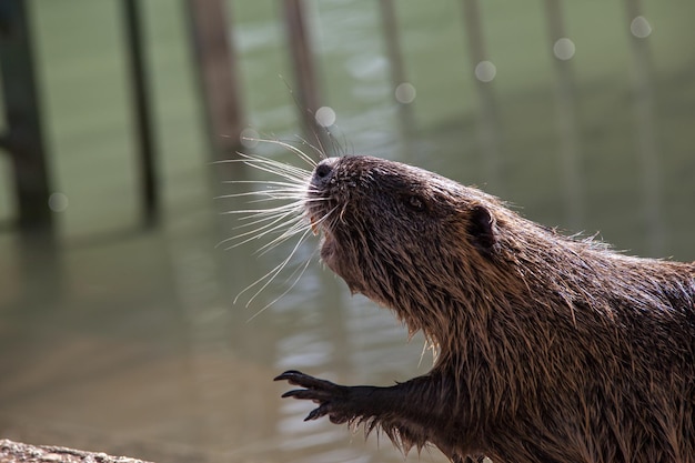 Muskrat on the bank of Jordan river