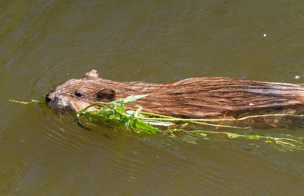 Muskrat musquash ondatra Ondatra zibethicus Muskrat swim on the river with a green branch in its teeth