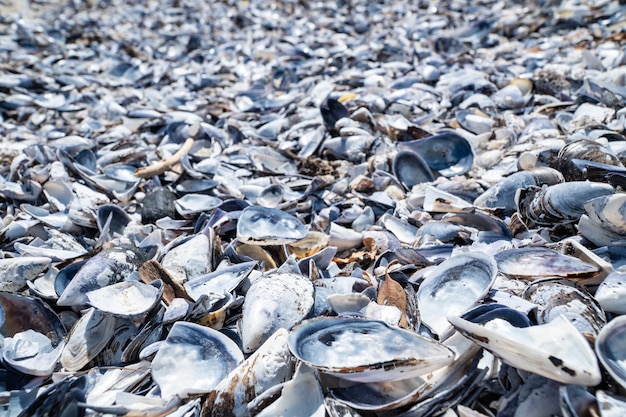 Mussel shell background. Empty mussel shell on the beach