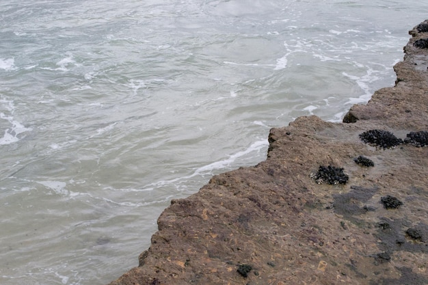 Mussels on the rocks on the ocean coast