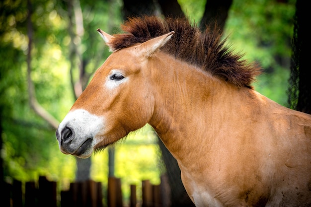 Mustang