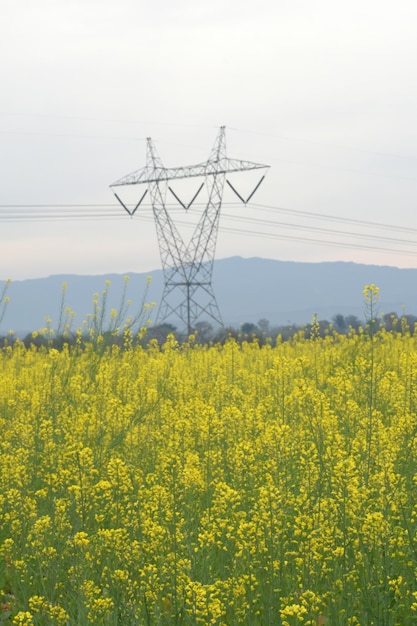 Mustard flower field is full blooming yellow mustard field landscape mustard flowers closeup photo