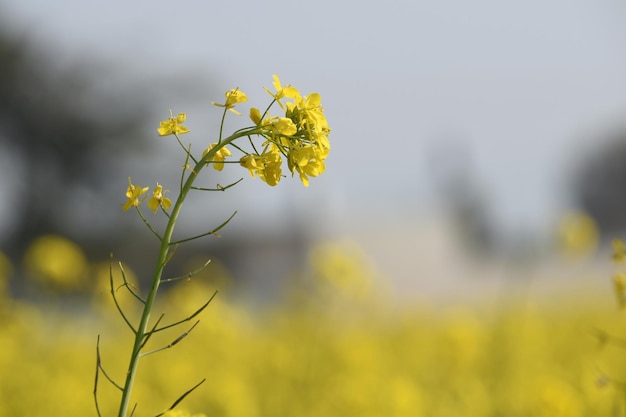 Mustard flower field is full blooming yellow mustard field landscape mustard flowers closeup photo