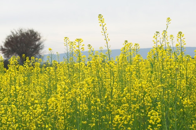 Mustard flower field is full blooming yellow mustard field landscape mustard flowers closeup photo