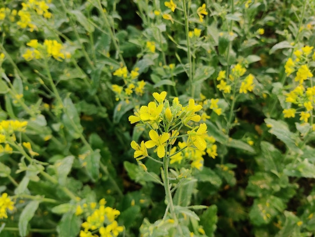 Mustard flowers isolated on green background